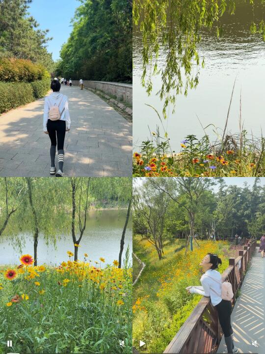 【5.25周末赏花指南】浮山变身莫奈花园！🌼