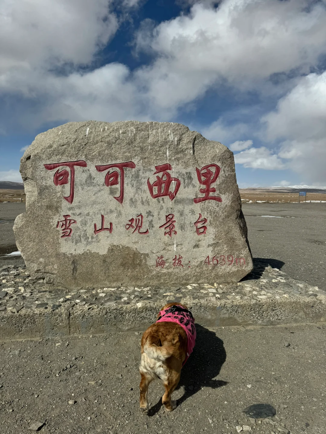 属于小狗的可可西里记忆