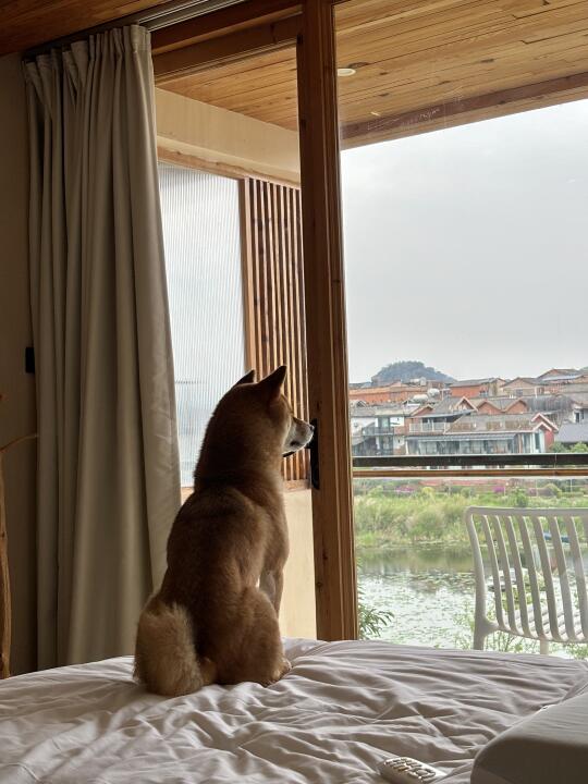 和小狗住进山里⛰️来到普者黑