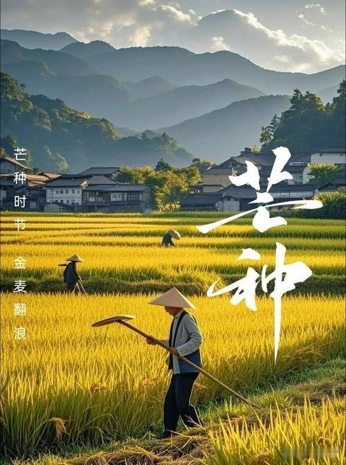 今日恰逢芒种，盛夏缓缓启程！
    
     暖风裹挟麦香铺满田野，农人忙着