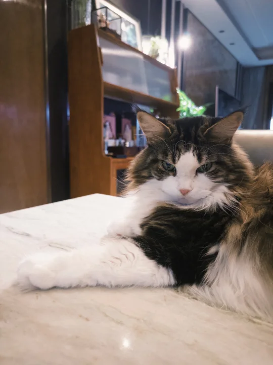 缅因猫纯欣赏版