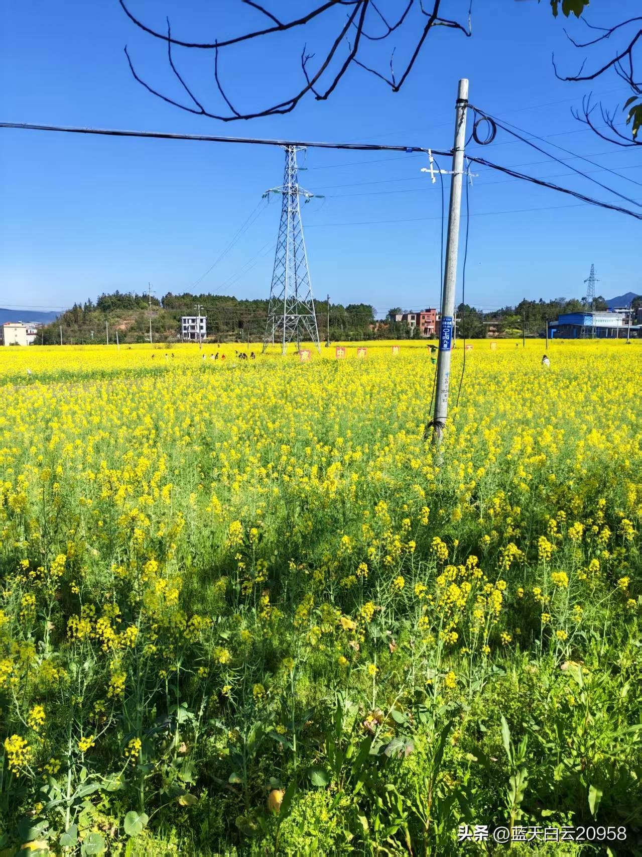 油菜花开了，油菜花田铺展成一片金黄的海洋，现在的油莱花有七彩的，五颜六色，美极了