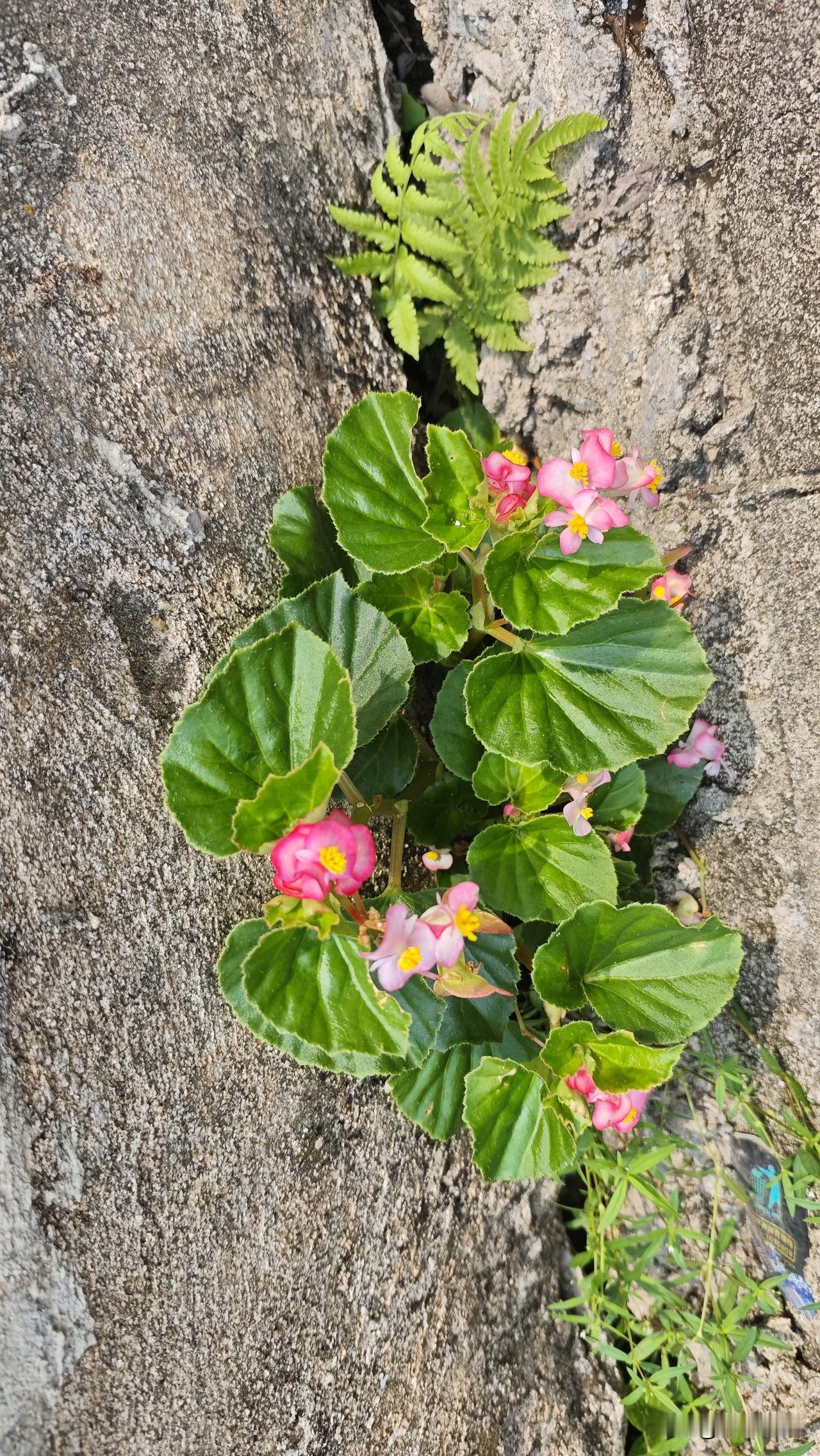 那墙角，原是卑湿肮脏的所在。
它偏在那里开了花，
开得这般艳丽，
这般娇媚！
细