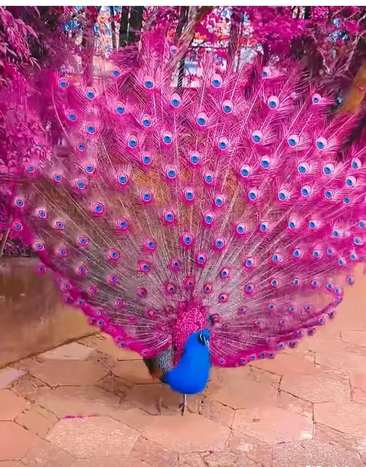 开屏有奖