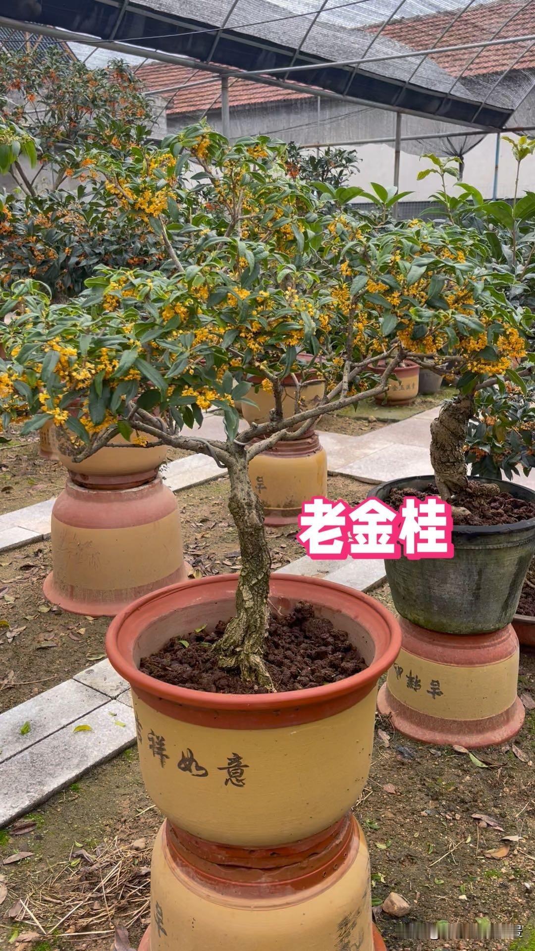 桂花有的香,有的不香,是为什么?品种的问题，金桂银桂都香，丹桂一般，四季桂清香，