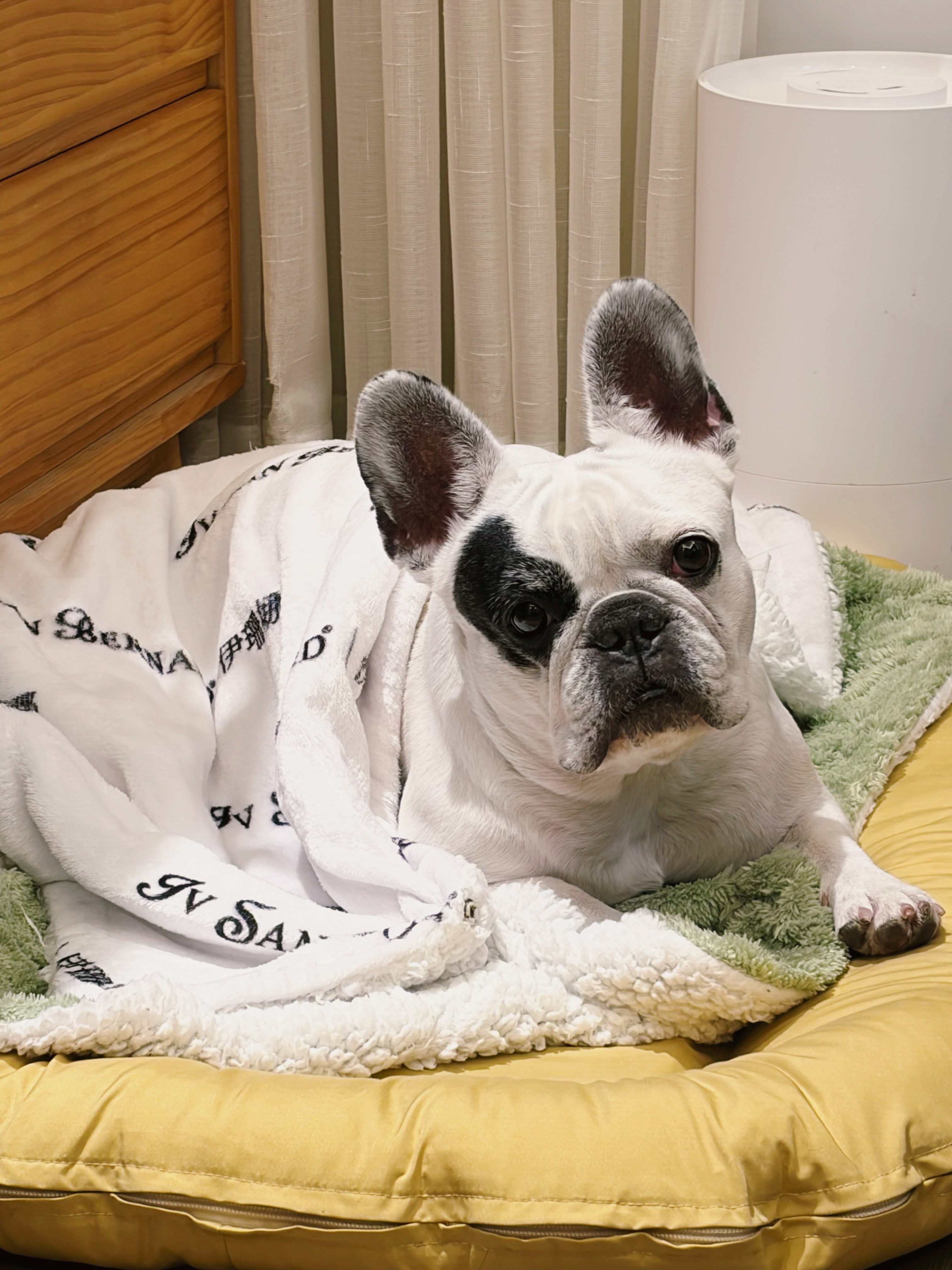 年三十都能睡到中午才起床的感觉太爽！！今年在上海过年的我 be like：红烧小