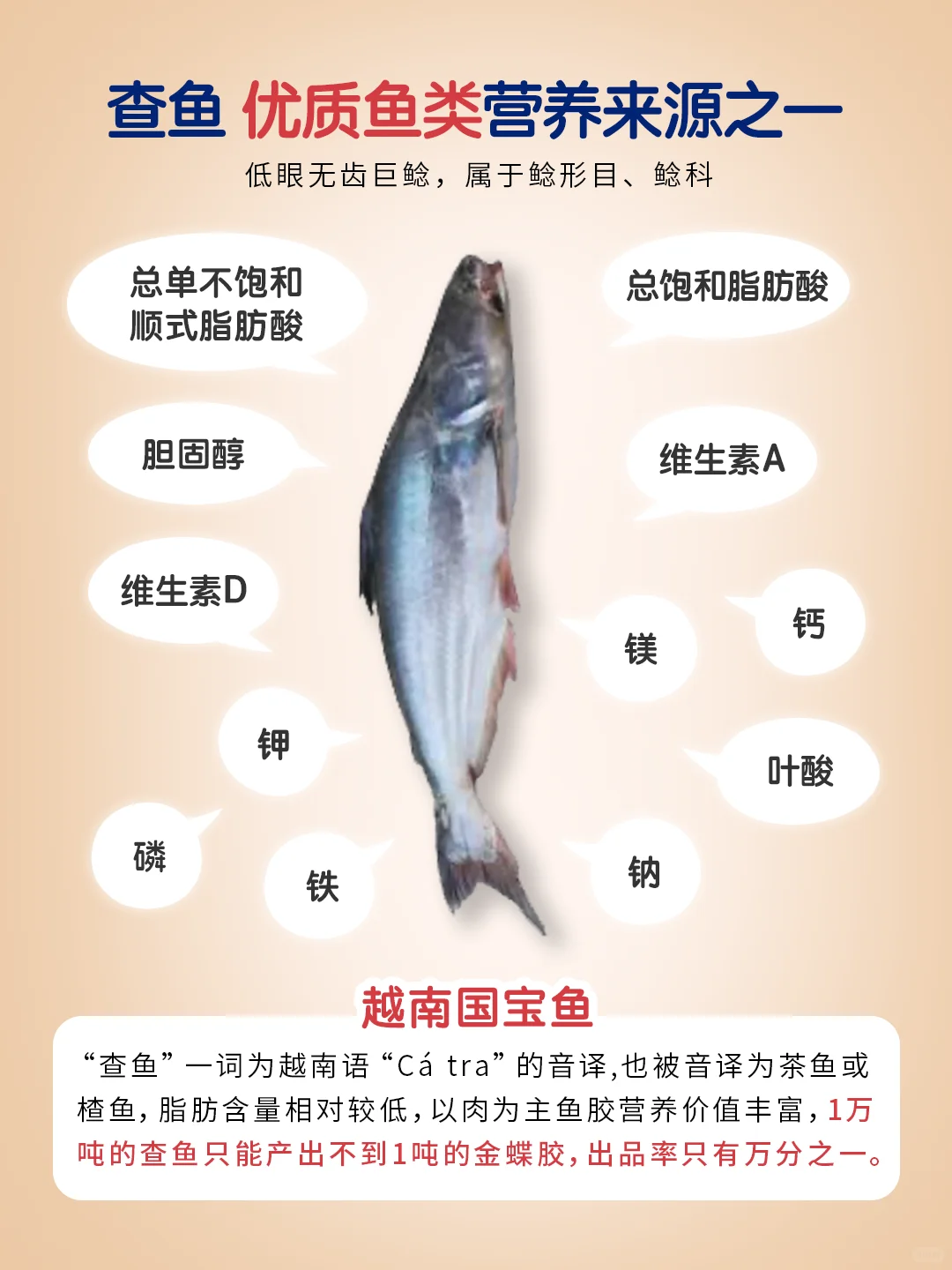 选择优秀好鱼胶，首选要选对优质鱼种