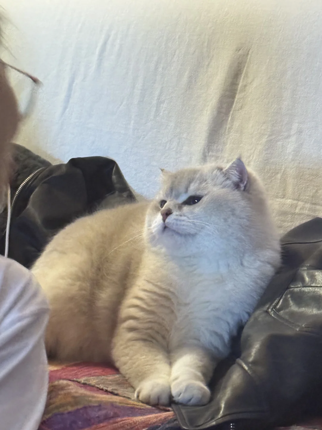 这什么小猫，生气都这么可爱