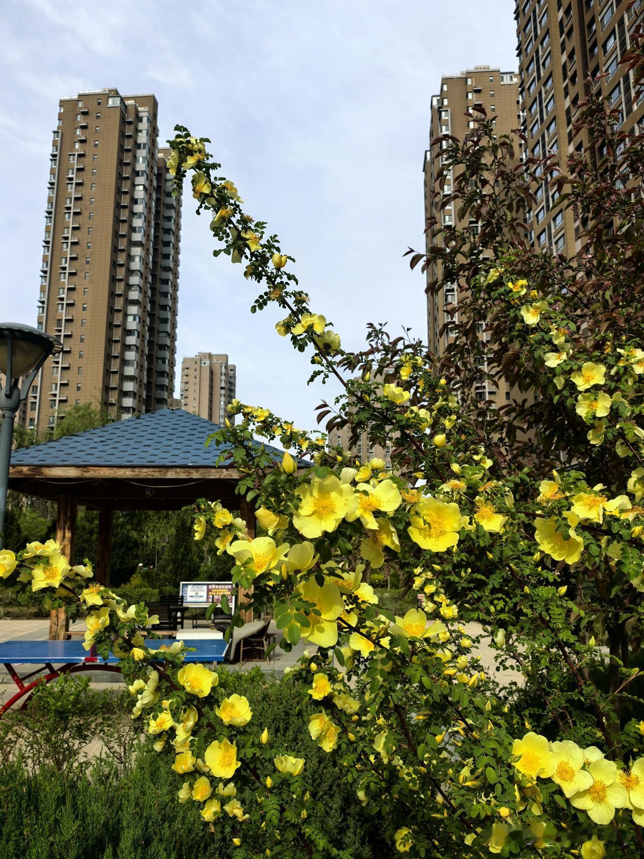 春日生活打卡季环境清幽，繁花似锦，处处皆是好风景。置身其中，满眼都是生机与美好，