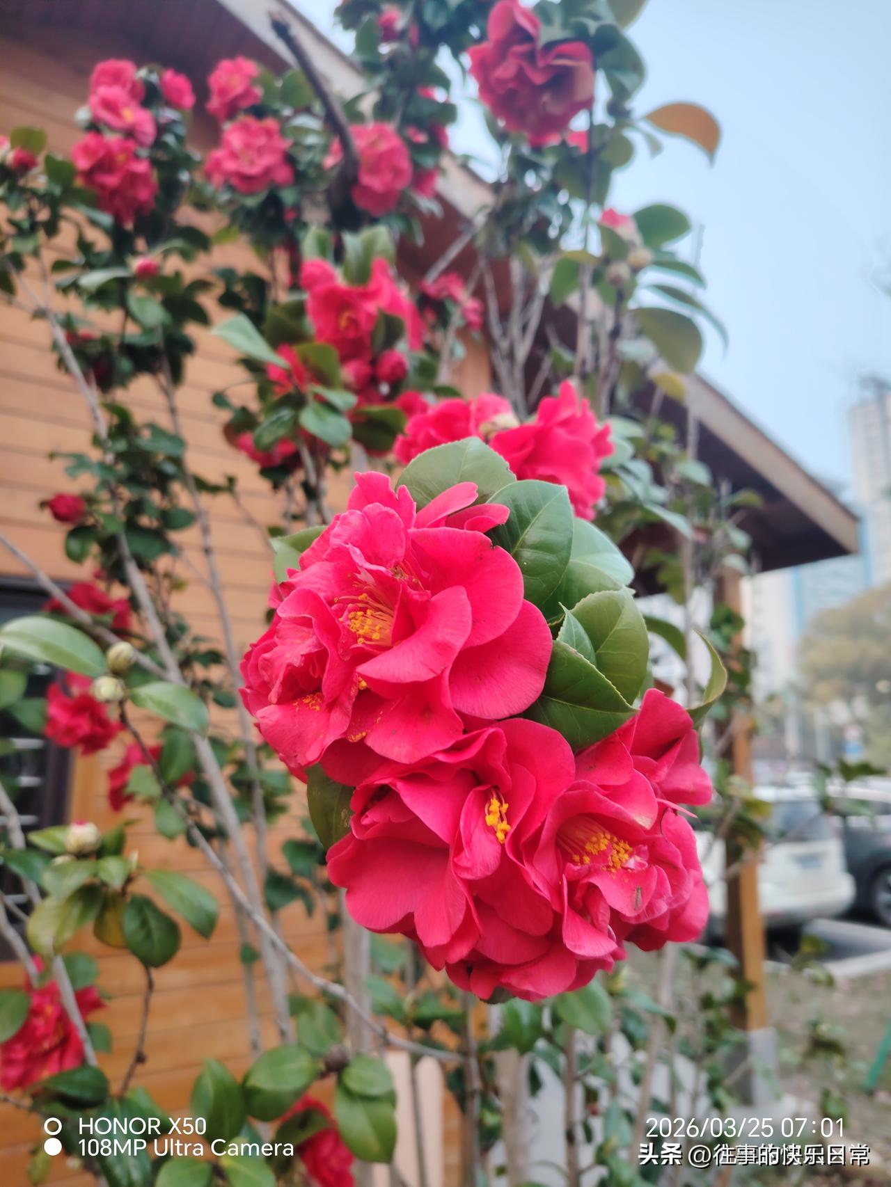 晒图笔记大赛3月25日长江岸边晨练赏花“晒图笔记大赛”