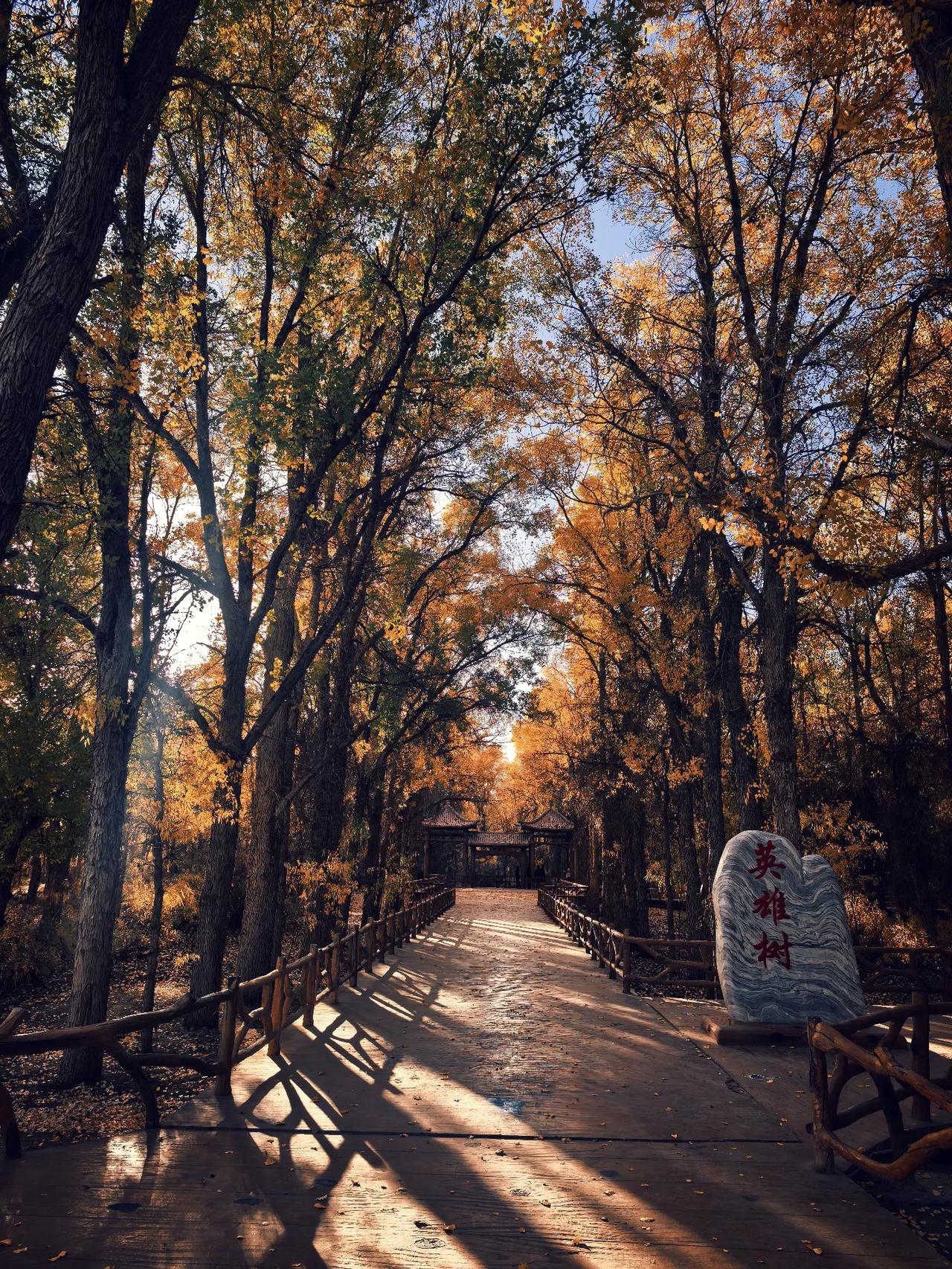 秋入胡杨林，美得不像话！醉美胡杨，三千年！千年不死，不倒，不朽！胡杨林 千年胡杨