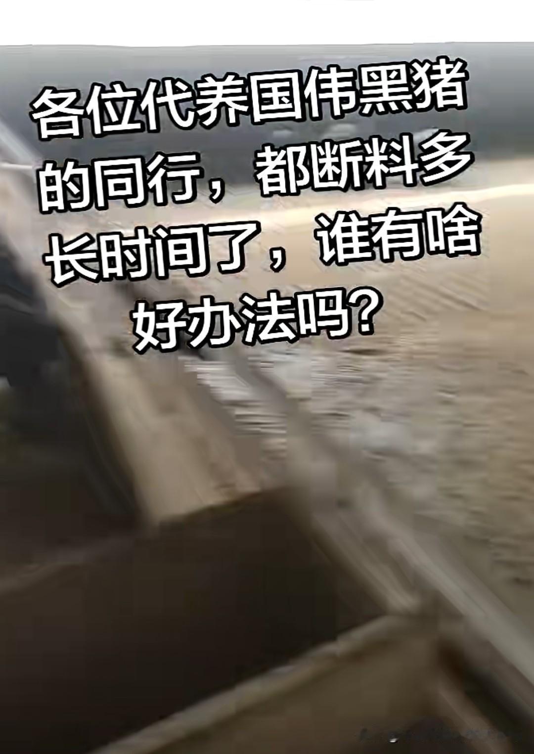 最近代养黑猪的某号称百万存栏黑猪公司出了问题，代养户押金交了，一头500-600