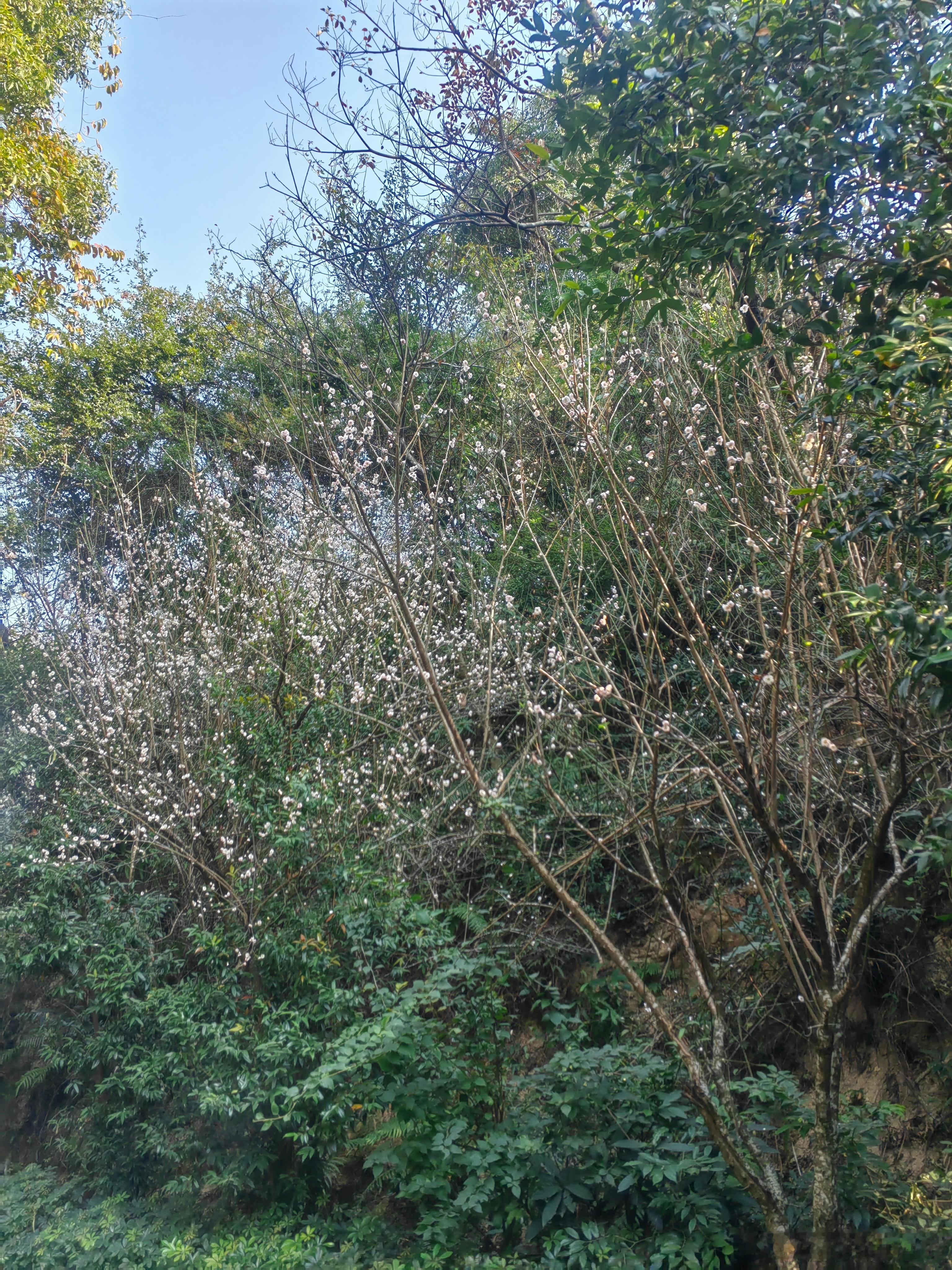 南国鸟语花香，深圳满园春色！尔滨还冰天雪地吧？有没有网友来几张冰雪风光照？ 