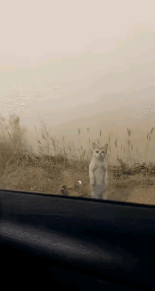 眼里充满了期望，似乎在说你能收养我吗？我一定很乖！善良的小姐姐顿时心生怜悯，于是