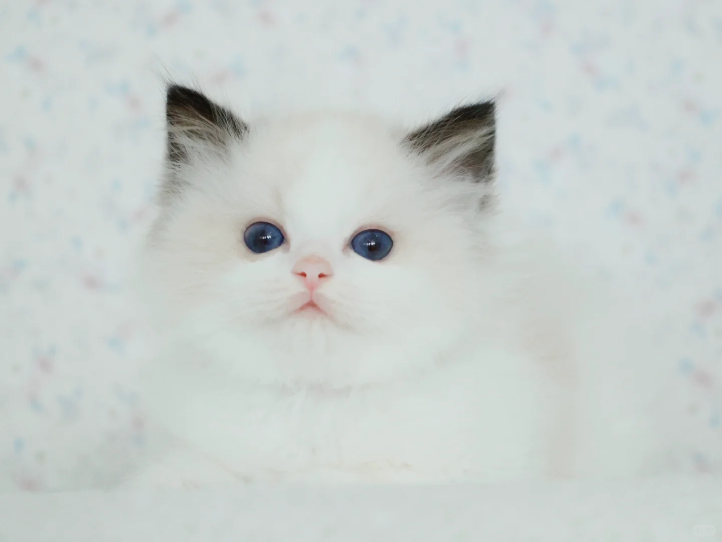 小龙女的崽～日本布偶猫舍