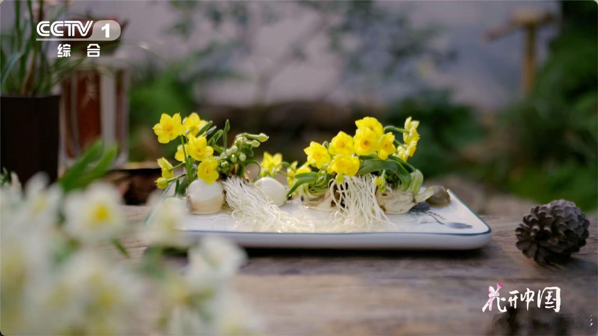 把水仙花雕刻成花孔雀中国手艺人把花养成山水画 家里的雕刻水仙开了八朵花，长辈说八