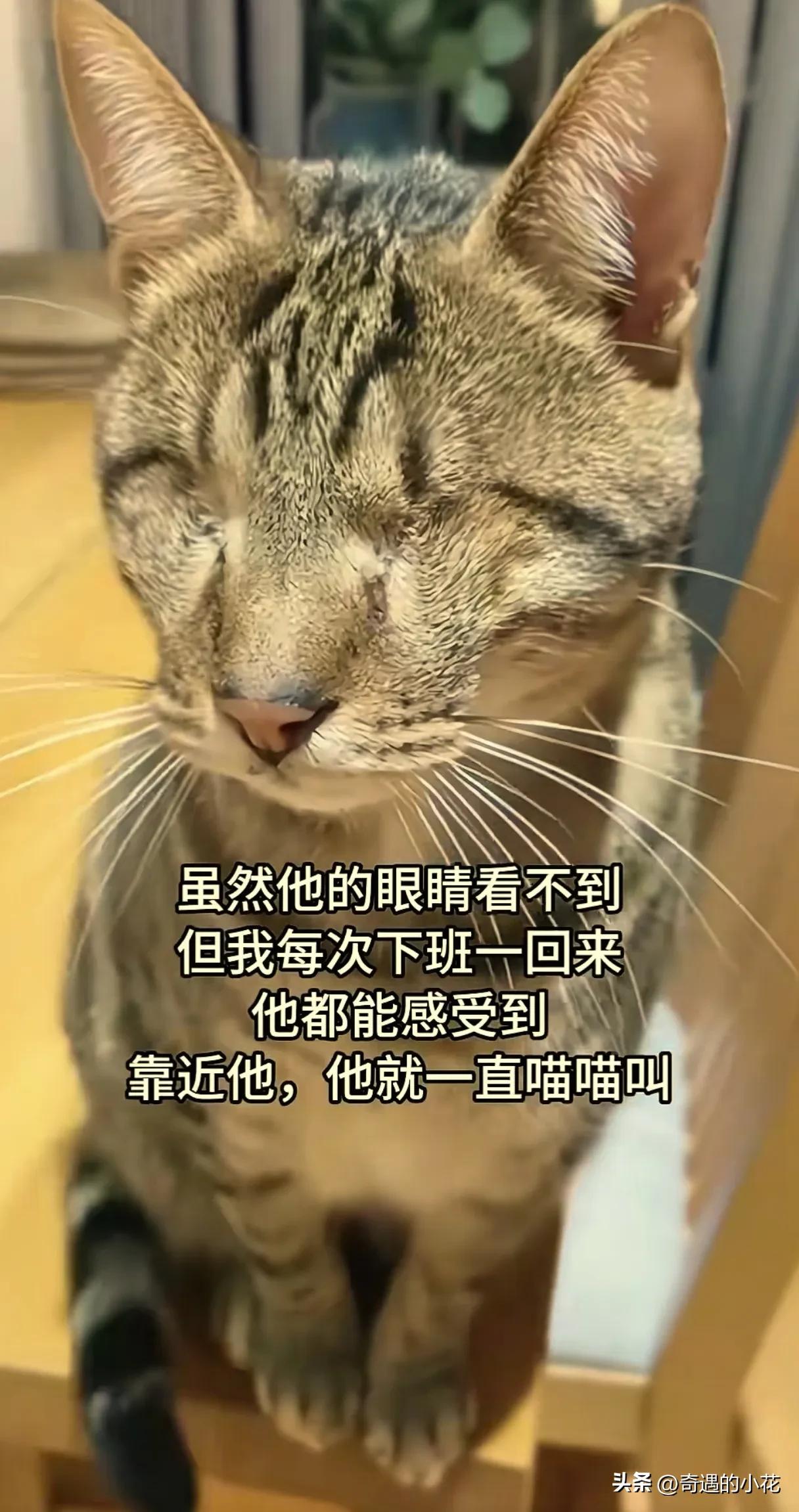 看哭了！暴雨天男子下班回家，他投喂的流浪猫，在他回家的必经之路上，拦着男子不再让