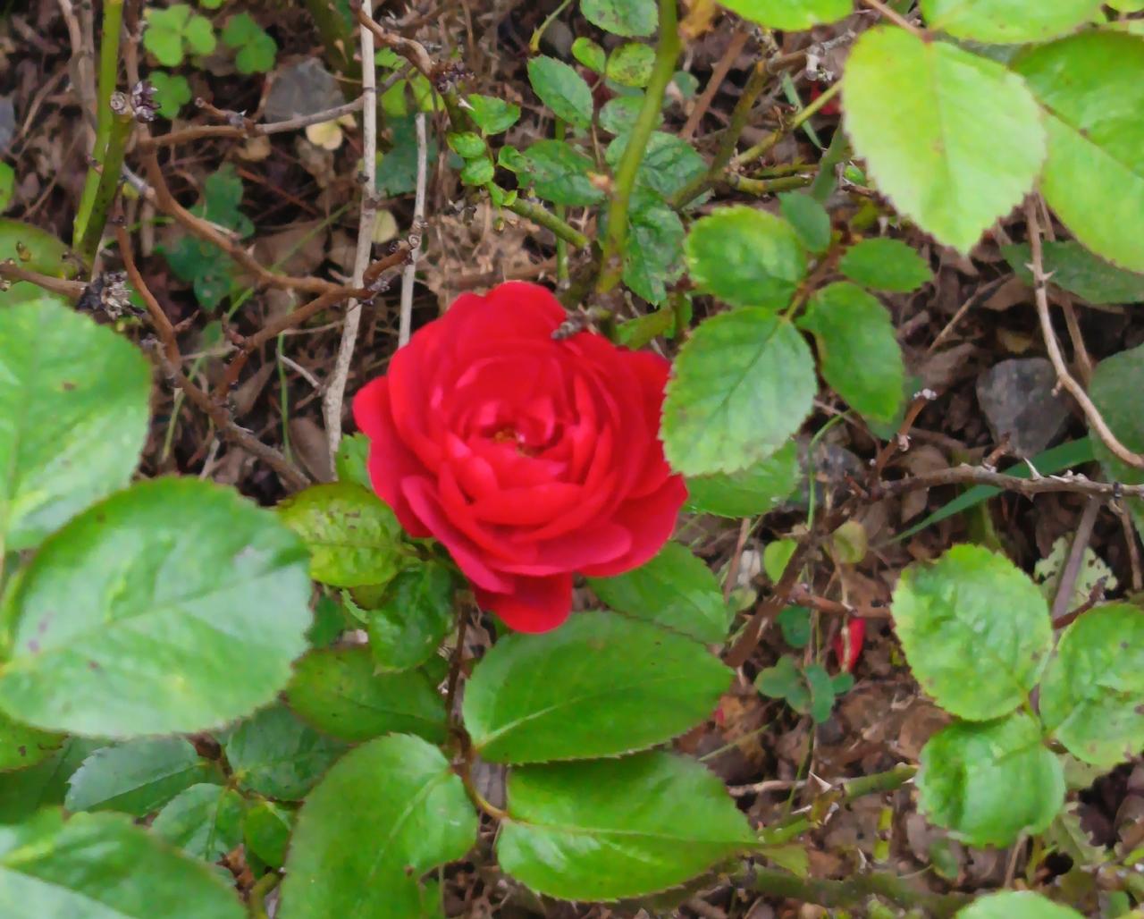 楼下散步，突然看到这朵花好红，不认真看都看不到，它被其他叶子挡住了，就只能在杂枝
