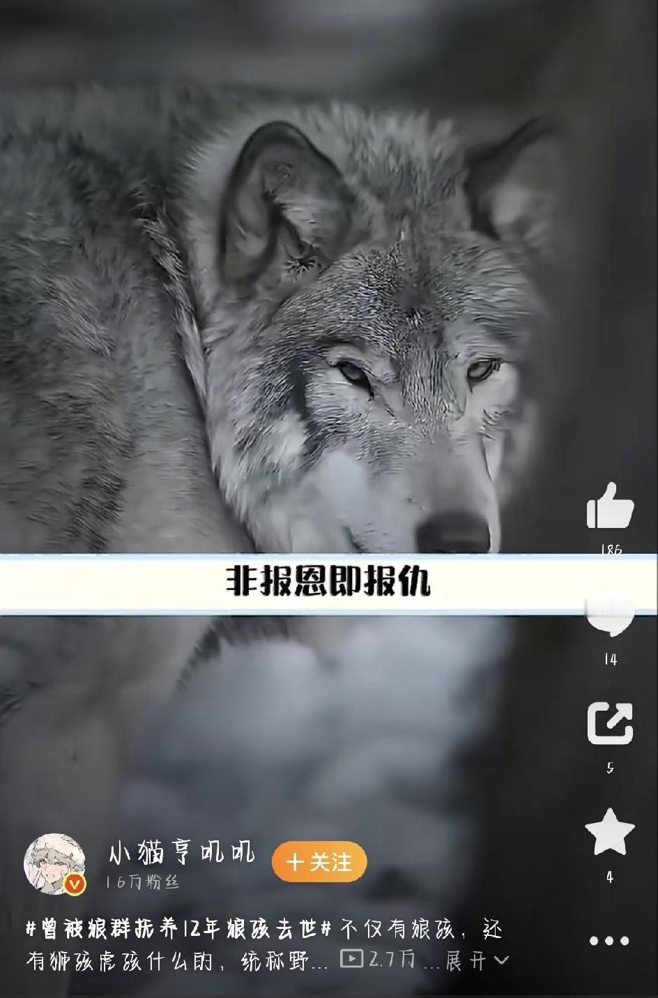 被狼群养了12年的那个“狼孩”，走了。这几天，好多人都翻出了他那段离奇又心酸的故