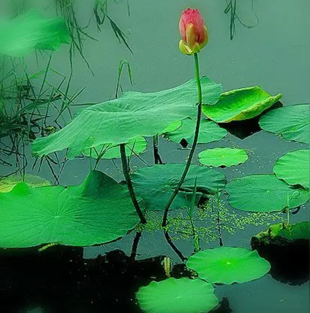 上联，？？？

下联，芙蓉出水撞清风，含羞脸红