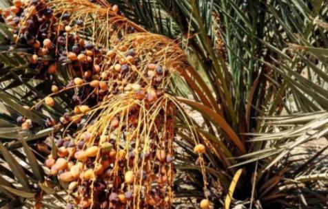 [浮云]同样是在沙漠里种椰枣，埃及不仅改善了恶劣的生态环境，还靠出口赚回 30 