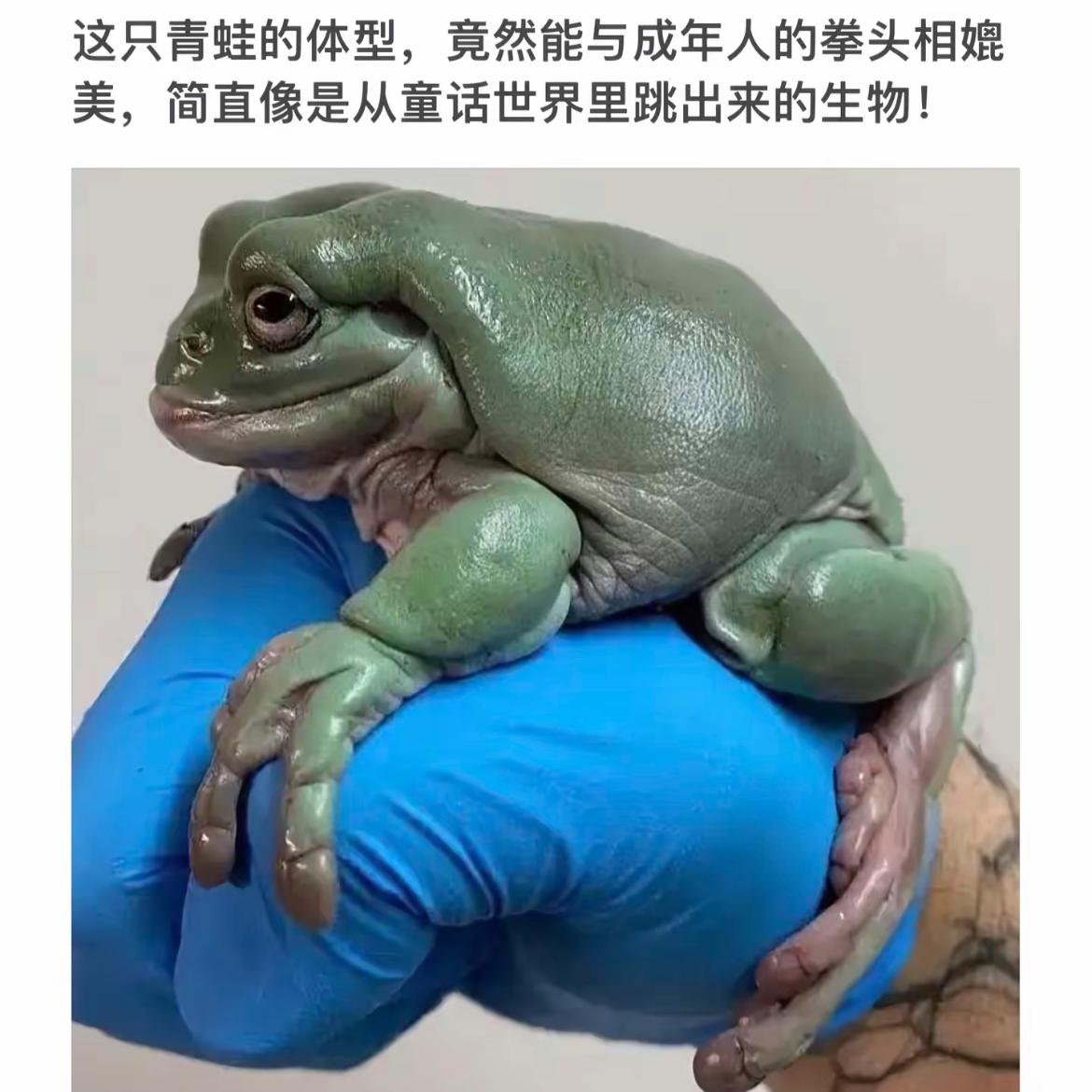 “萌宠青蛙探秘：童话世界里的真实生物！”🐸📸