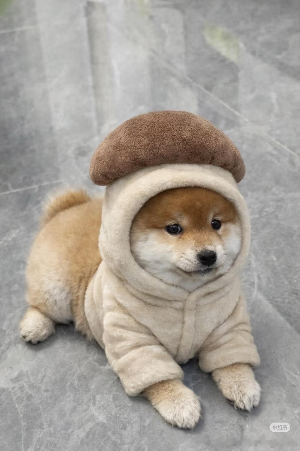 好可爱的蘑菇小狗🍠就总给我推一些可可爱爱的小动物 