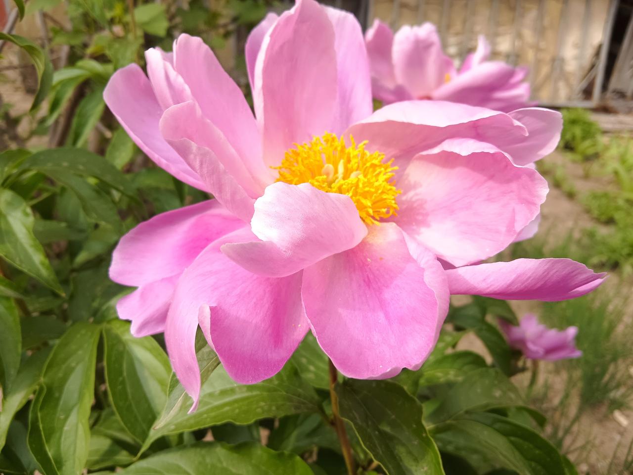 春日珍馐惹人醉，春笋椿芽鲜满盘，共品时令好滋味。