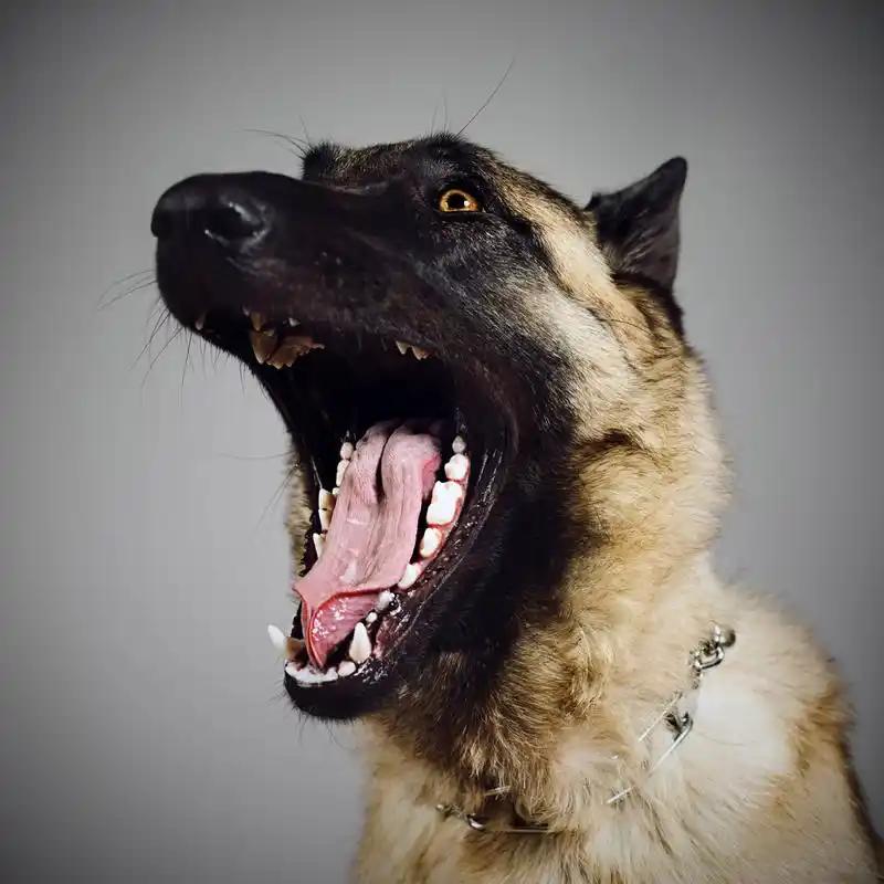 一位训狗20多年的老师傅说：遇到恶犬扑来，千万别用脚踢，那只会让疯狗越咬越狠，记