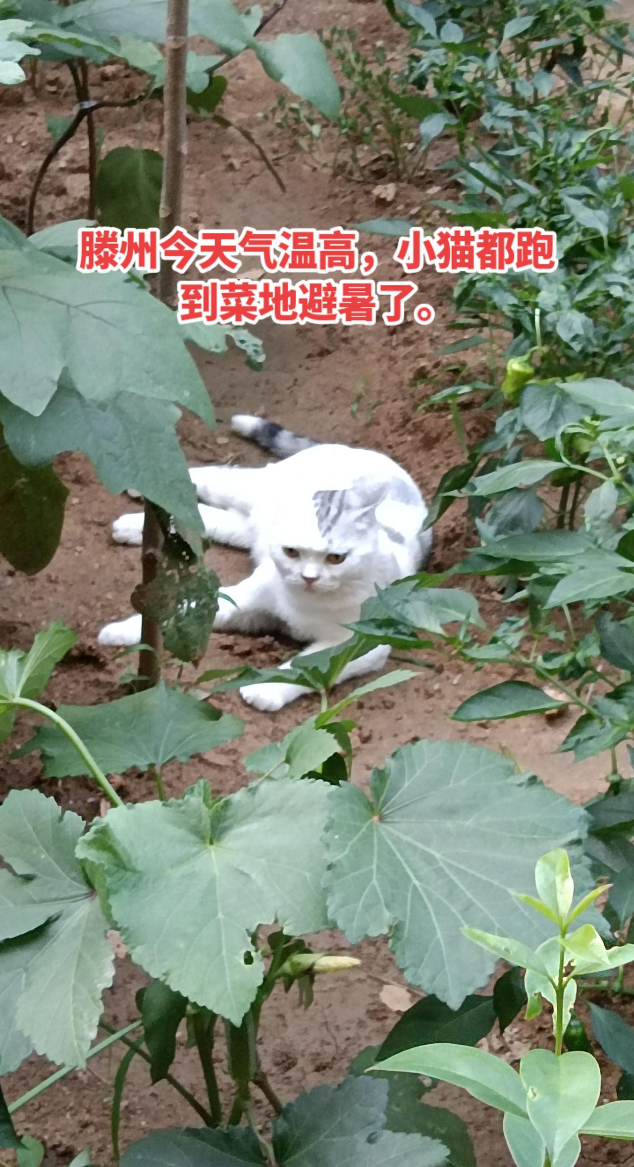滕州这两天气温高，小猫咪都趴菜园避暑了。把温度计放到阳光下，几秒钟，温度就窜到5