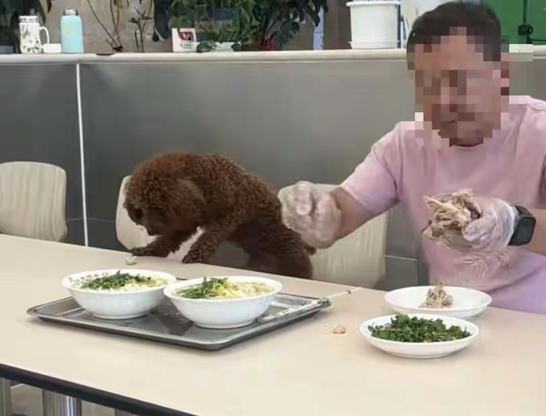 带宠物狗进饭店吃饭，那网络上已经是曝光了多少次的事情，但是吧，依旧是有人根本就不