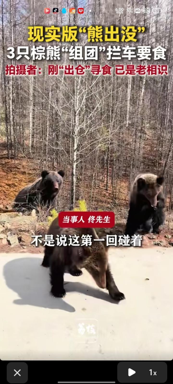 5月3日，内蒙古呼伦贝尔。网友晒视频称，在林子里遇到三只棕熊“组团”拦车要食物，