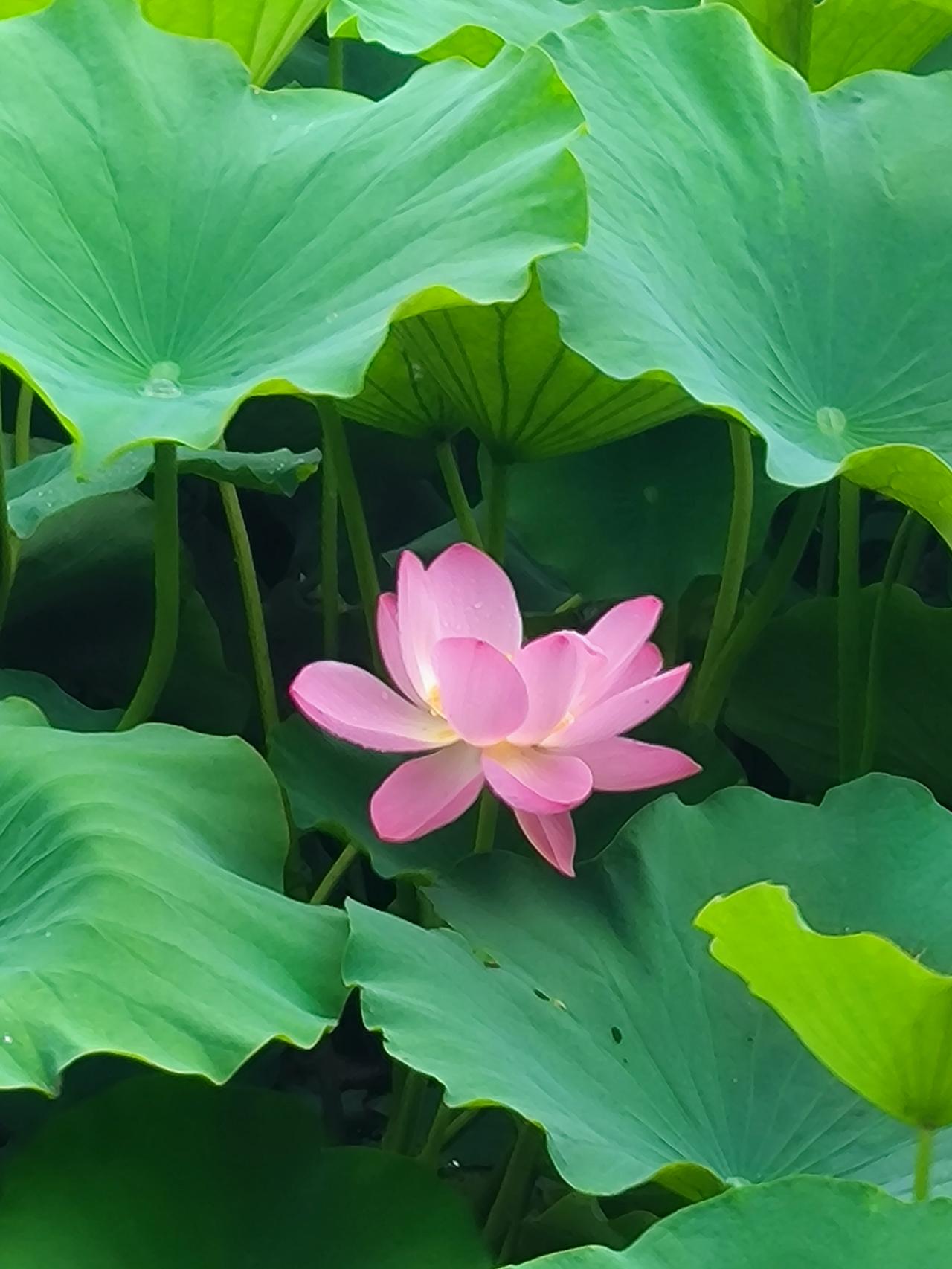 学期结束检测成绩。检测是相对省心的，试卷一发，学生马上就静下来了，不用怎么组织课