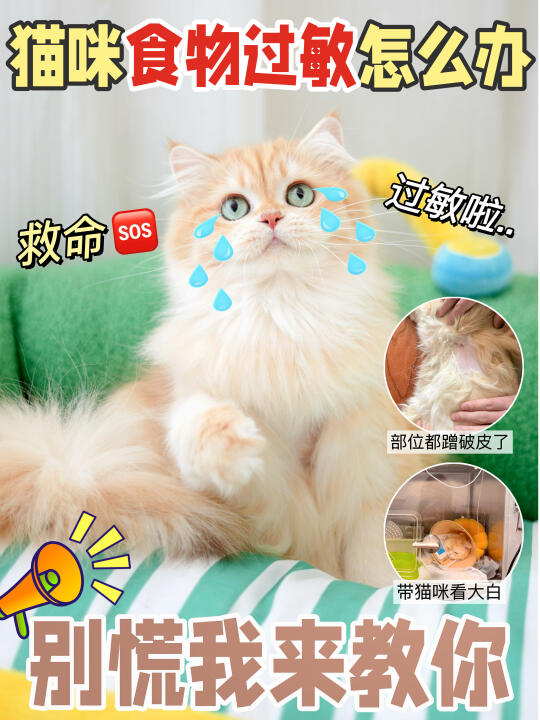 救命！我家猫咪过敏啦~~