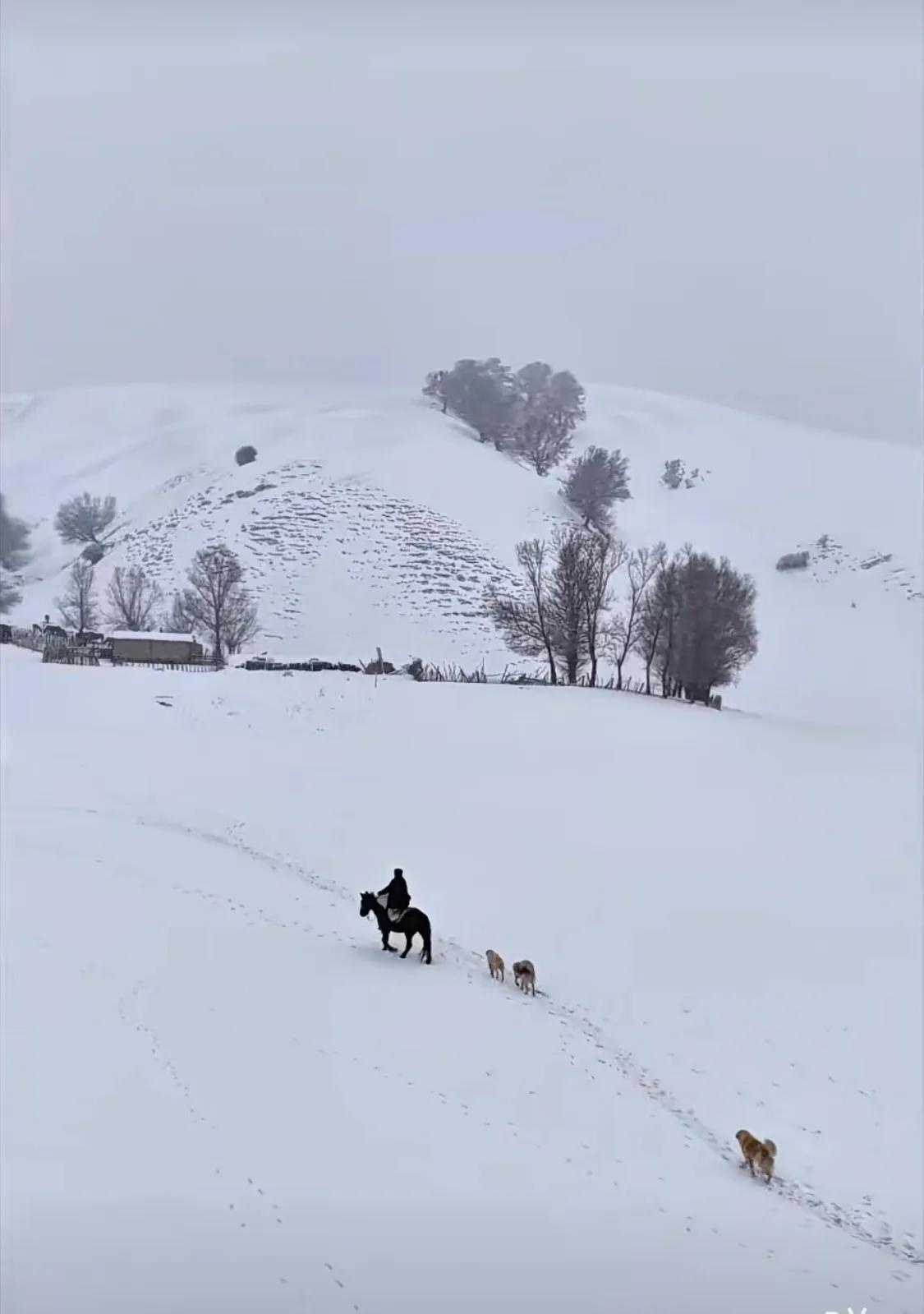 “四九”可能成为今年最冷的“九”
三九不冷，没想到四九打败了三九，成了最冷。今年