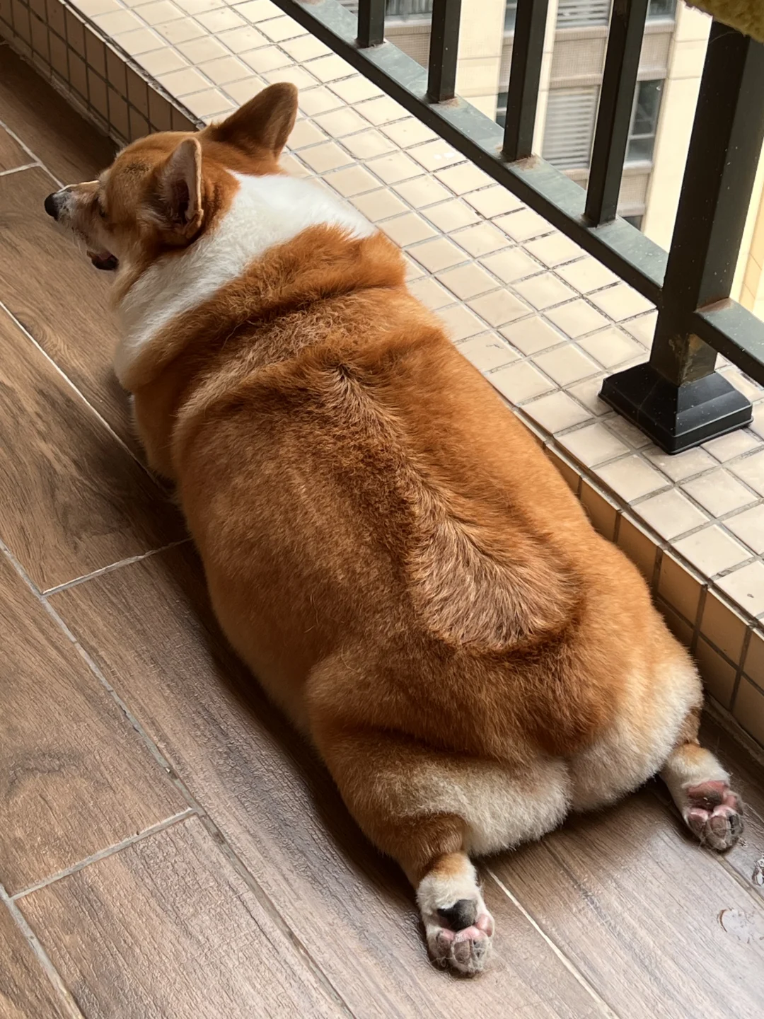 这是一条放大版的QQ肠