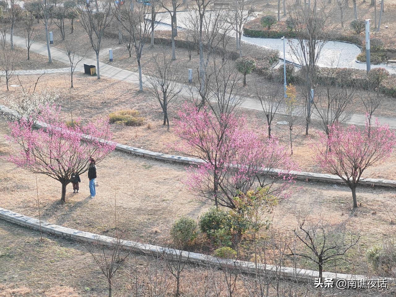 今年春节来得迟，今天进入七九，气温高达18℃，非常暖和，蚌埠龙子湖东公园里梅花盛