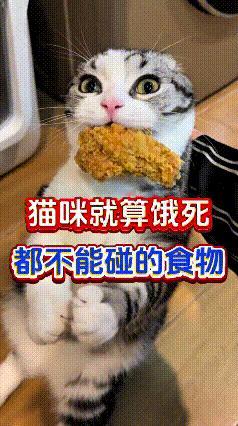 哎呀妈呀老铁们，咱养猫可得上点心呐！有些东西猫咪就算饿肚子，说啥也不能吃，千万别