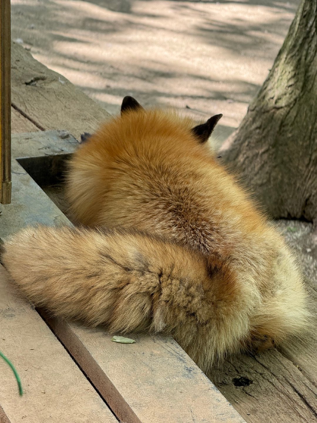 正在晒太阳的狐狸大面包©️ttt_zegu952 