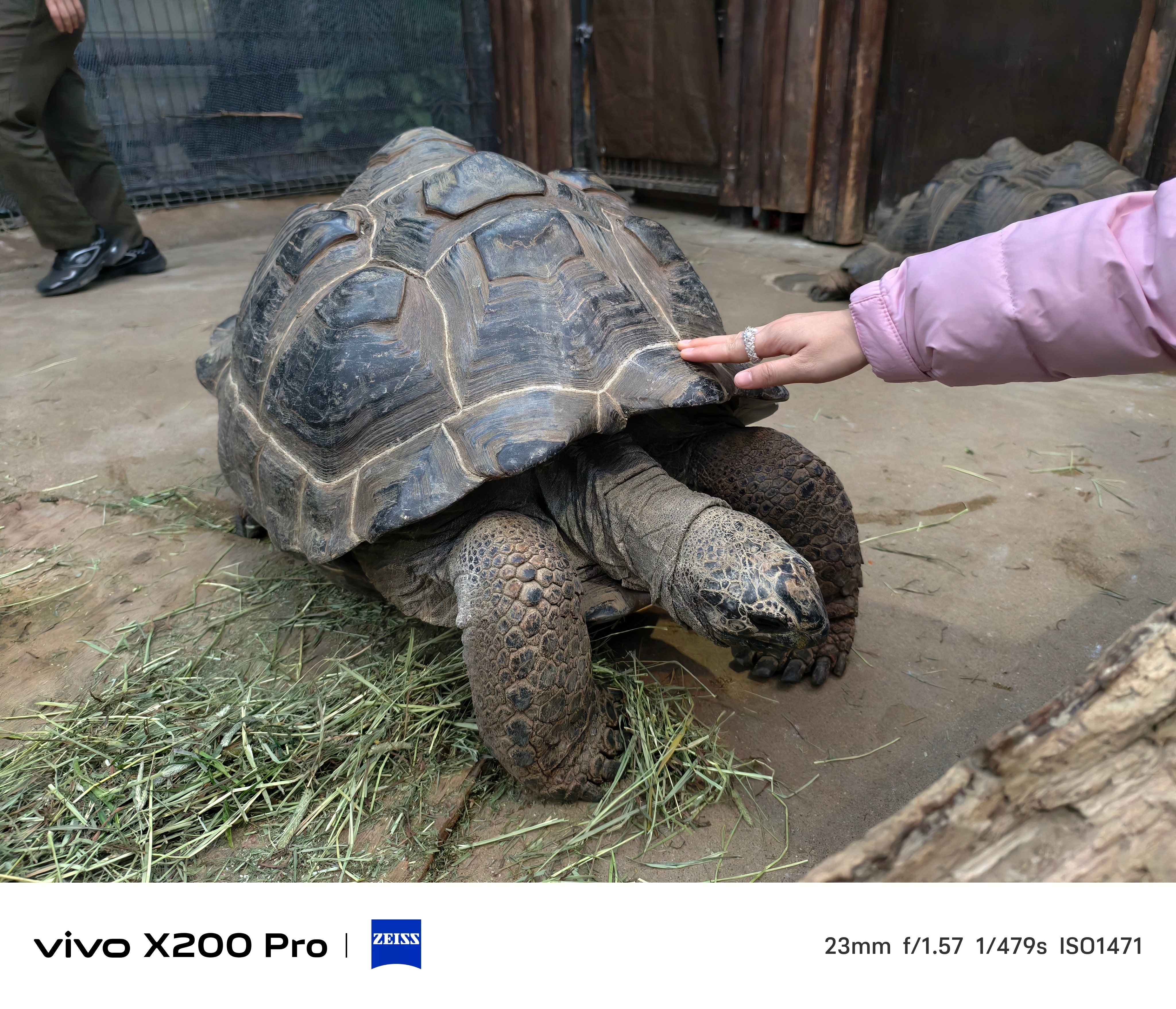 再来一波神户动物王国，vivo X200 Pro发Live图很好，例如图3大乌龟