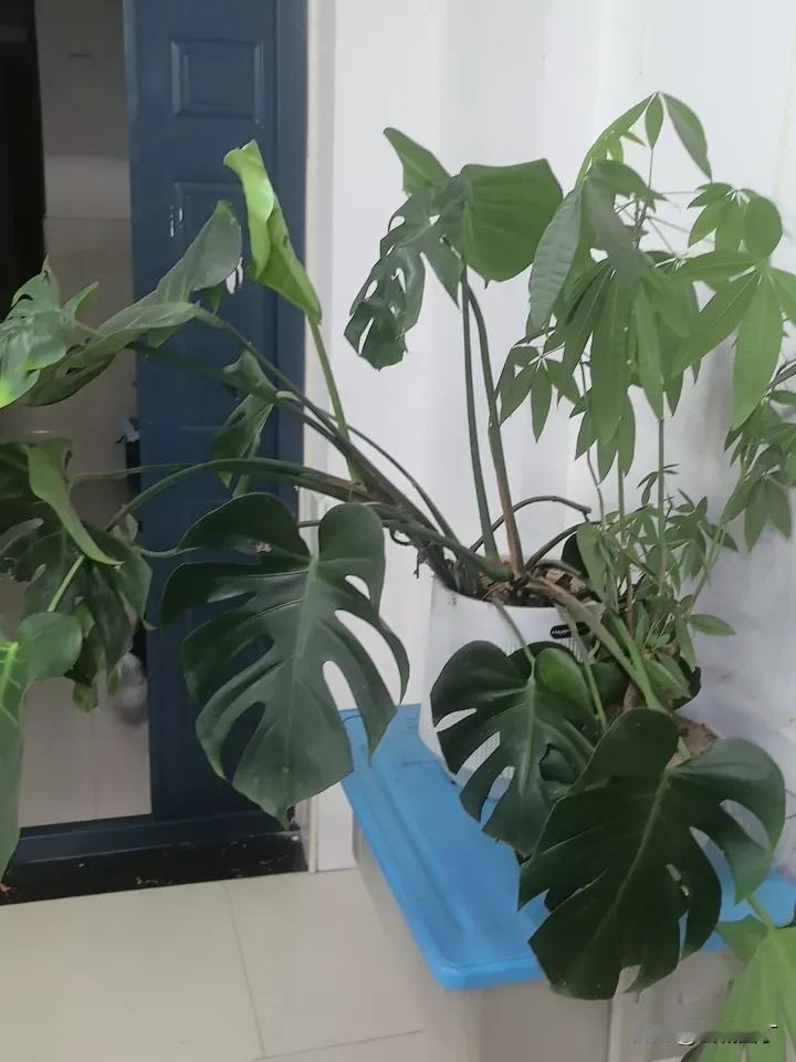 正在办公室回复短信，小祥进来了：“老师，两周不见，十分想念。”

“I miss