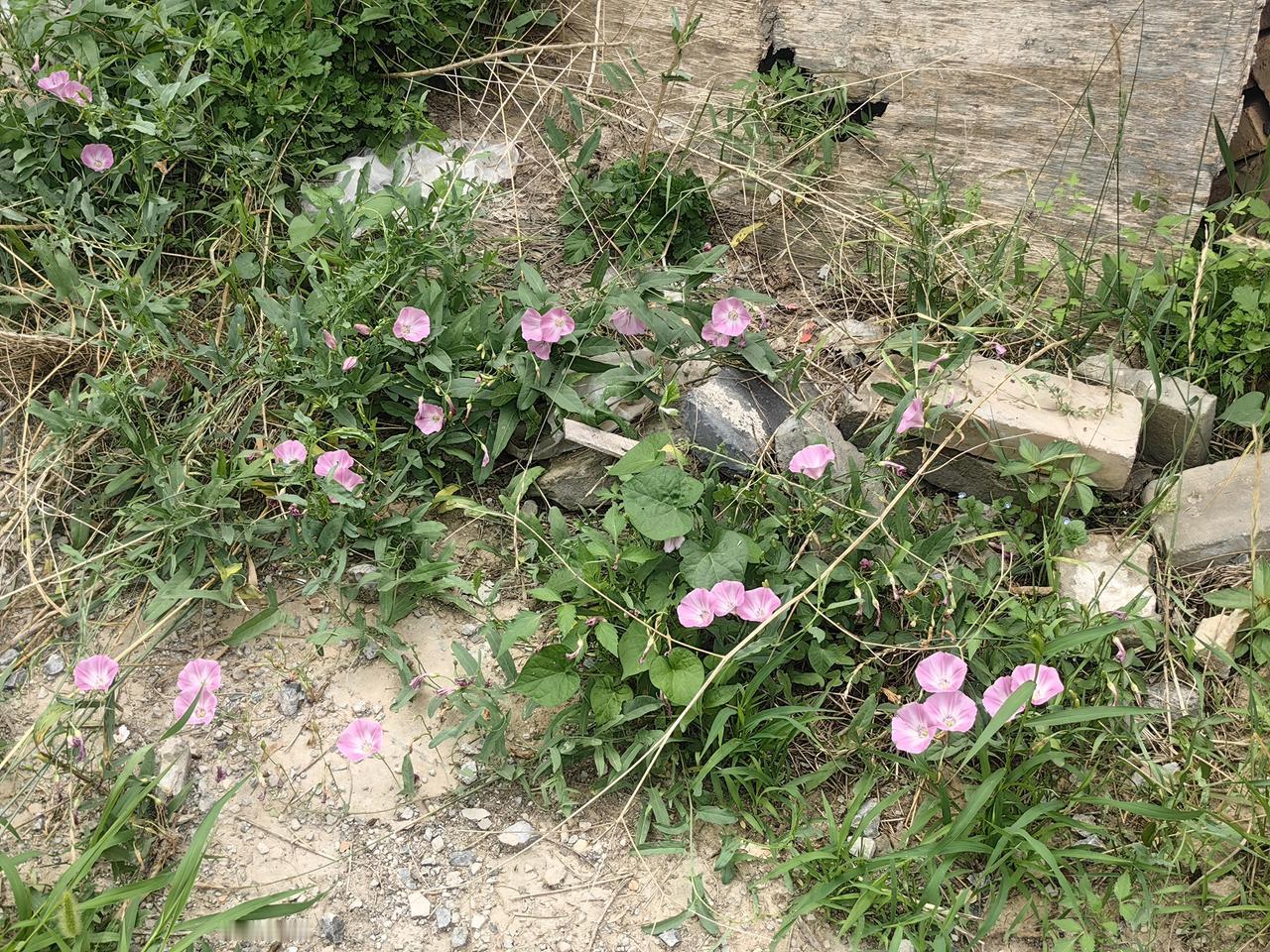 分享手机里的花花草草
