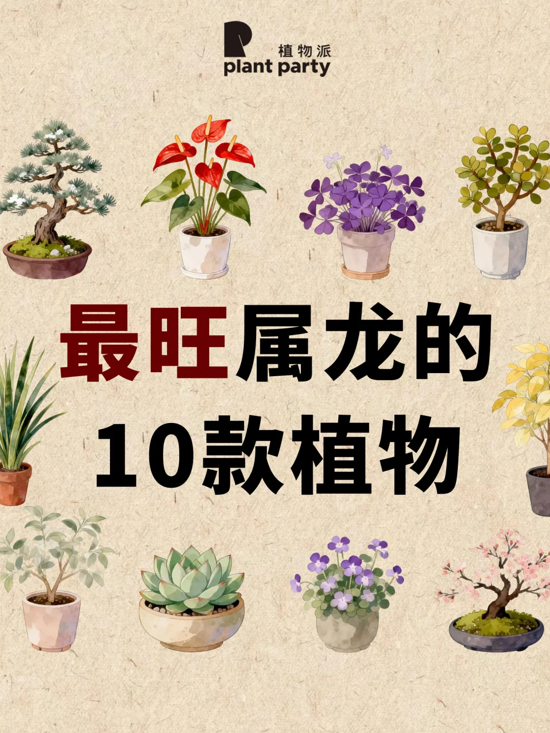 生肖龙🐲一生最旺天选植物💰旺到发光