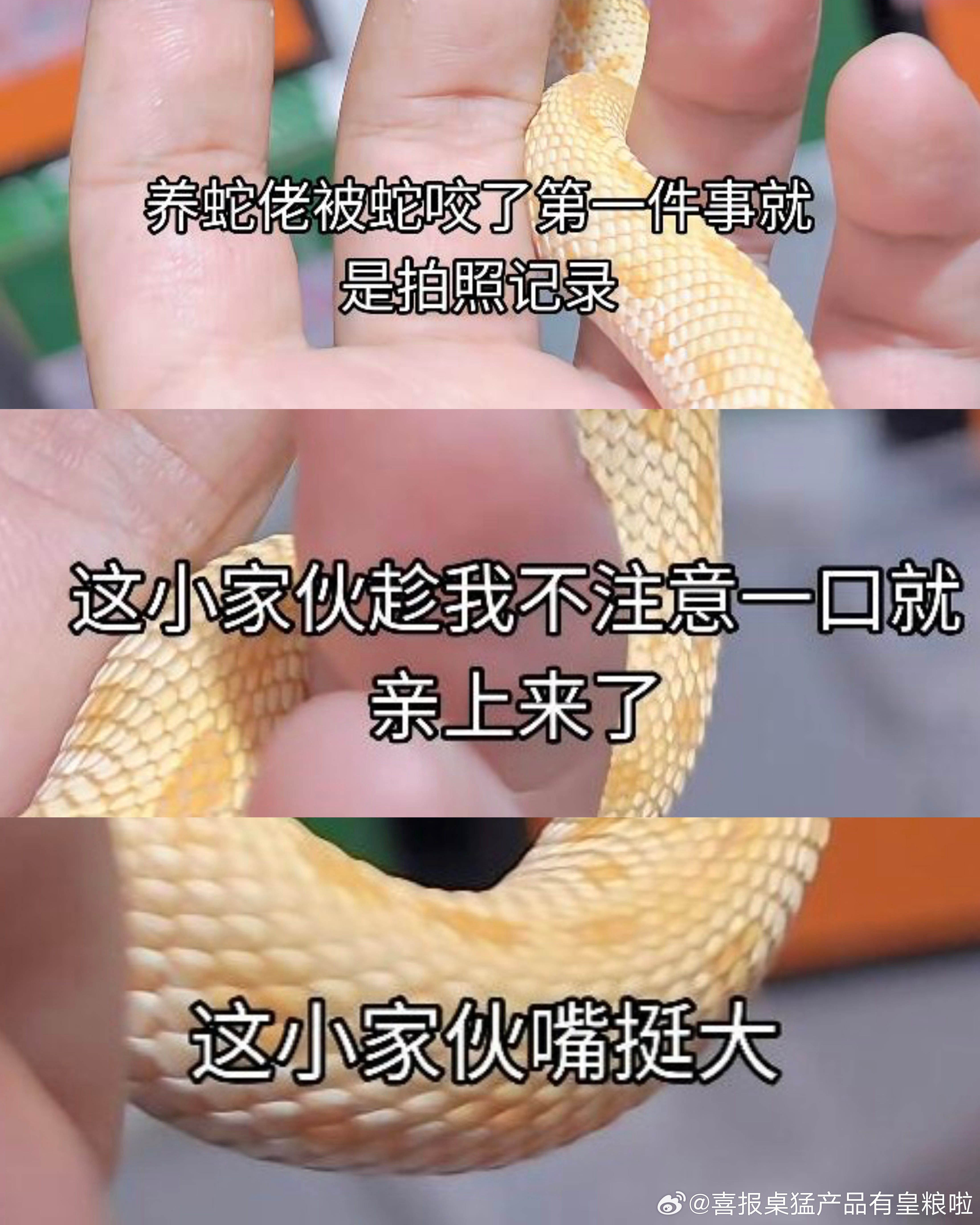 满宠养猪鼻蛇袁遗就这样： ​​​