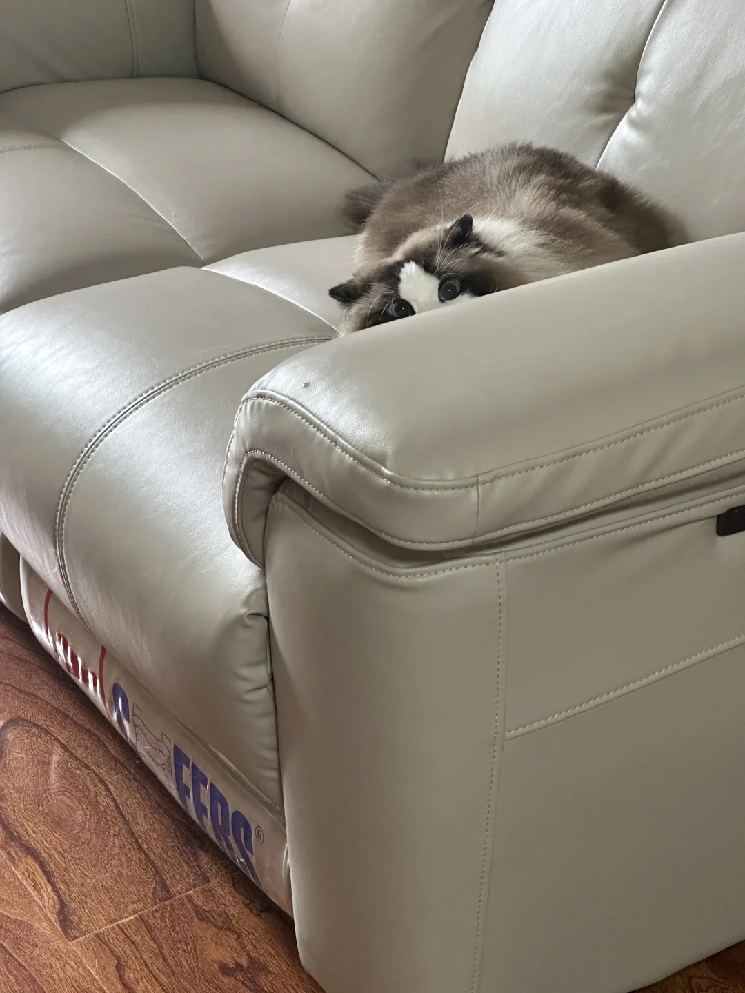 猫猫躲猫猫