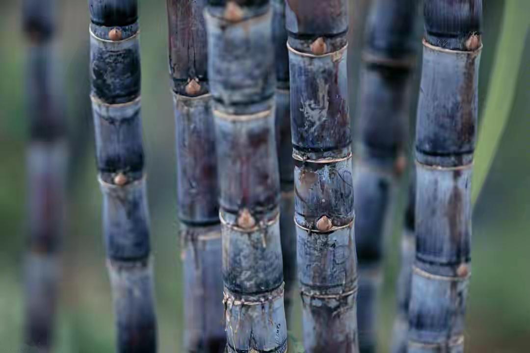 甘蔗立大功！医生发现：甘蔗可能对这2种慢性病有好处！可以常吃

甘蔗立大功！医生