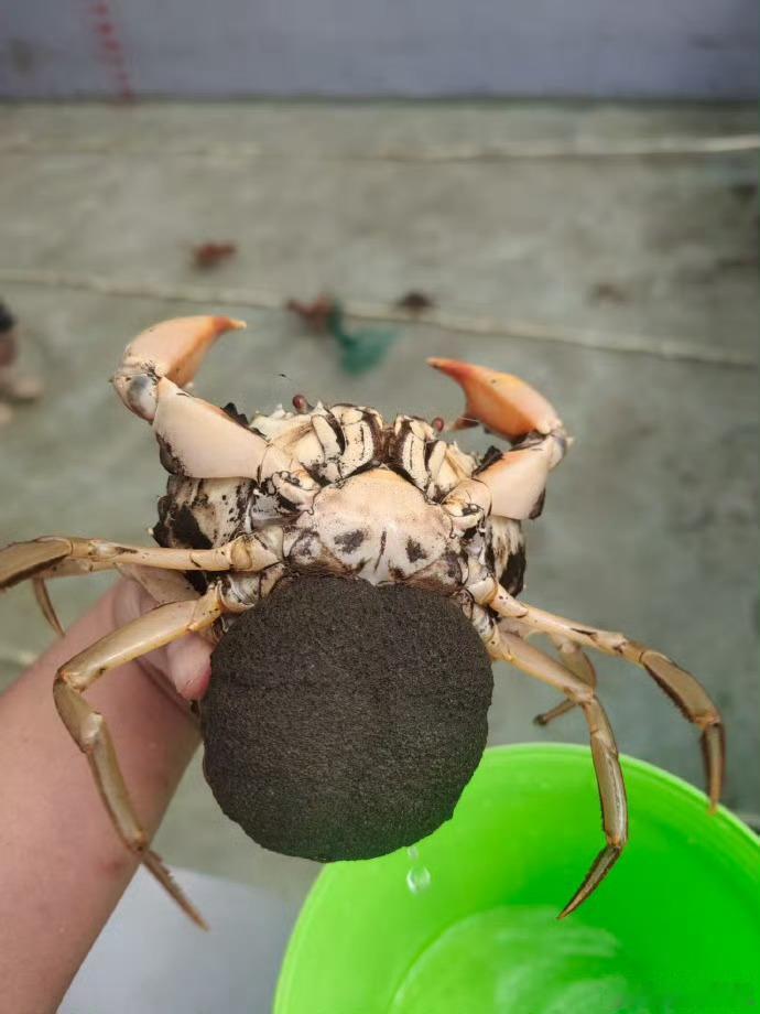 台州三门有本青蟹出海生意经三门东航水产海外青蟹养殖业务再迎新突破！泰国千亩养殖基