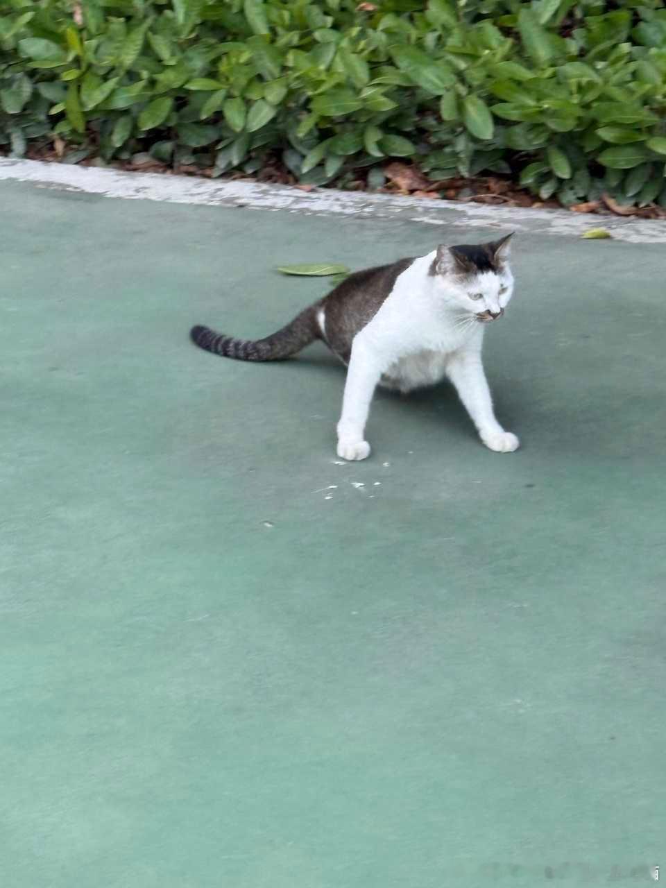 49427【丑猫】美猫鱼上岸 