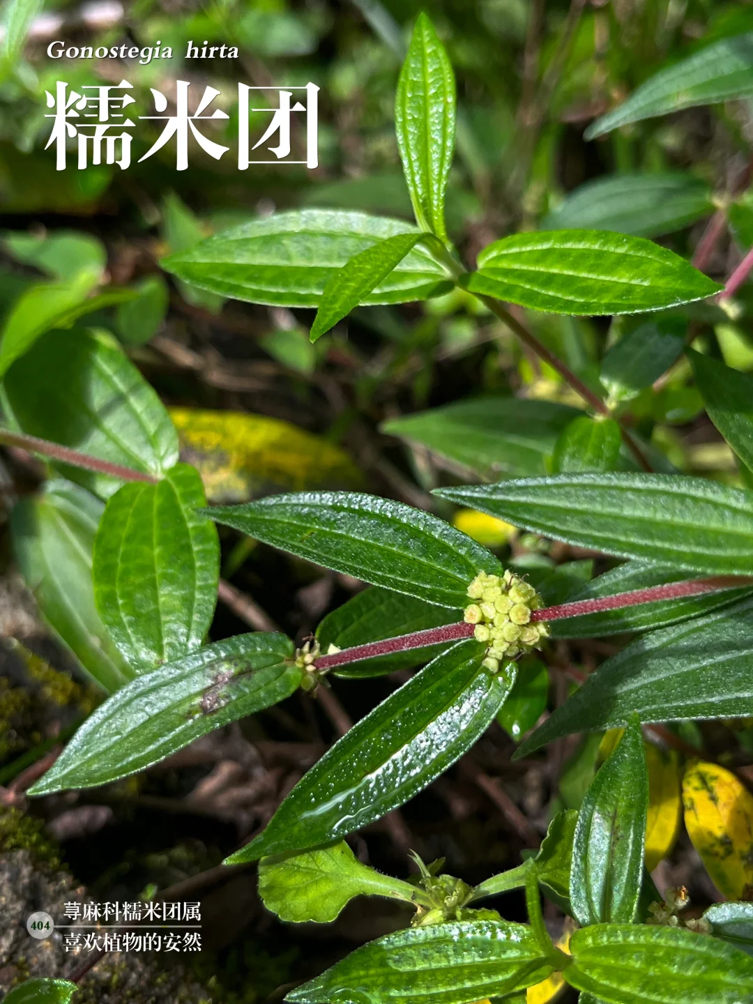 福州植物打标404｜糯米团