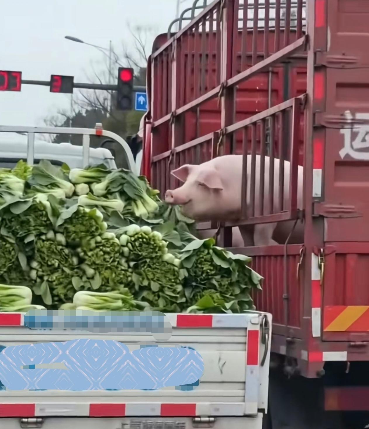 等红绿灯偶然撞见的名场面：
到哪儿都惦记着白菜，
这就是传说中的“好白菜被猪拱了
